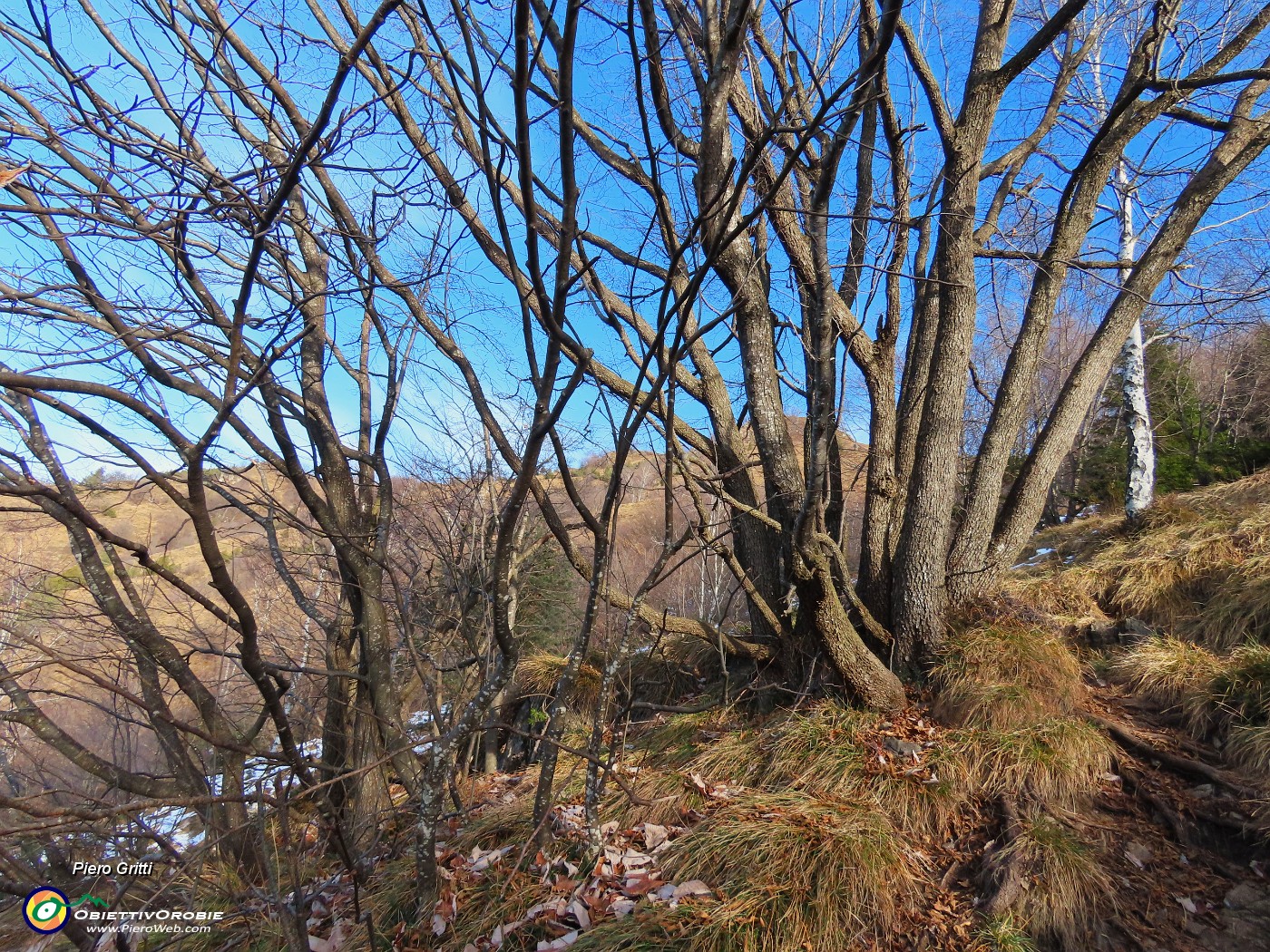 17 Numerosa famiglia di carpini neri.JPG